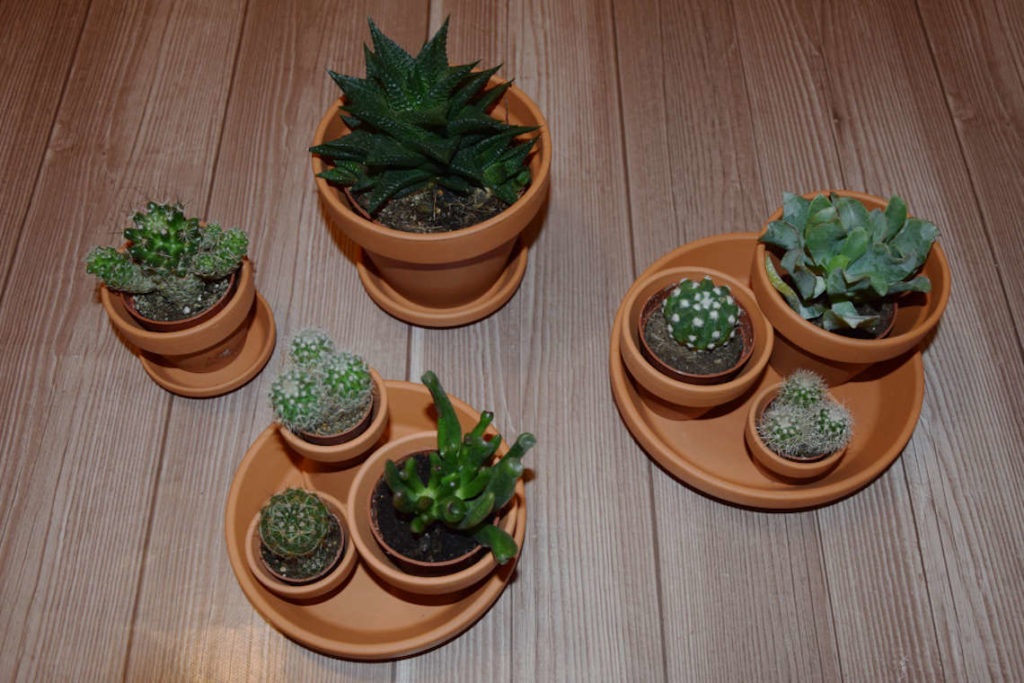 Anordnung DIY Mini Kakteen Tontopf Landschaft