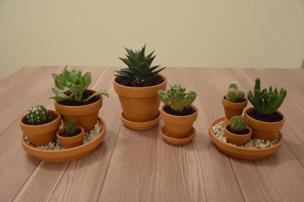 Fertiges DIY Mini Kakteen Tontopf Landschaft