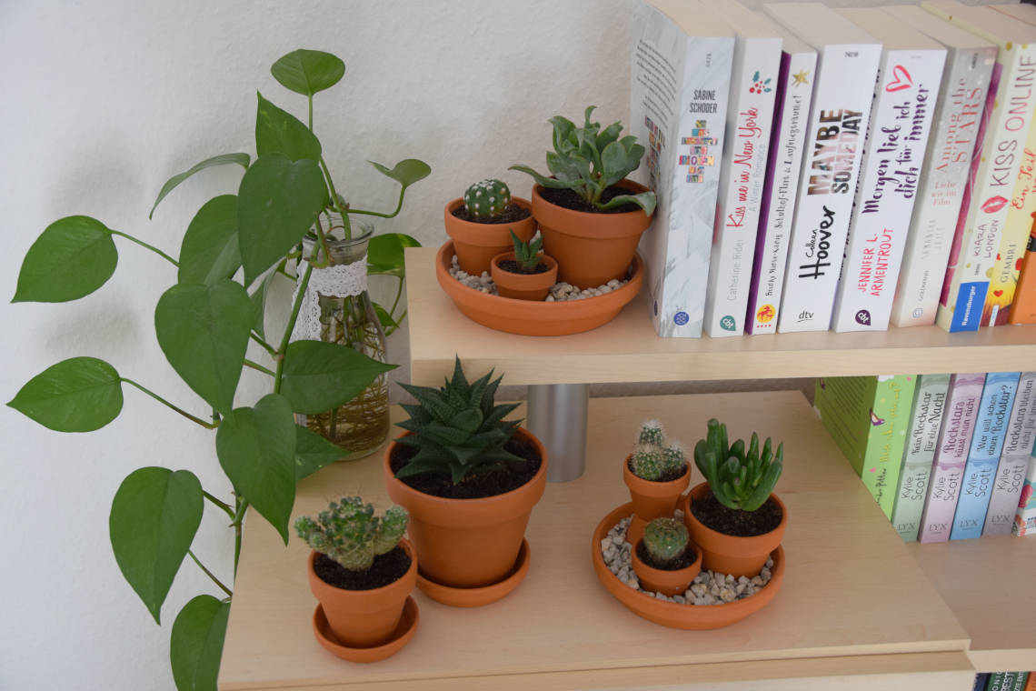 Kleine Kakteenlandschaft als kreative Buchstütze 2